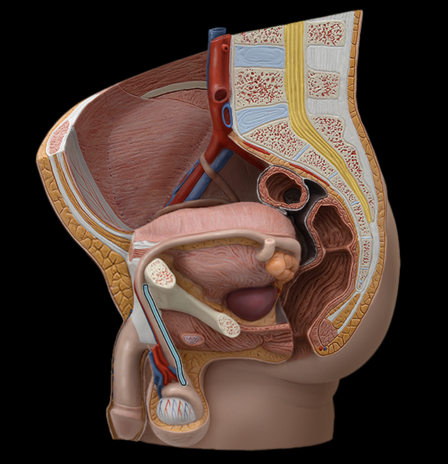 <p>What structure is shown?</p>