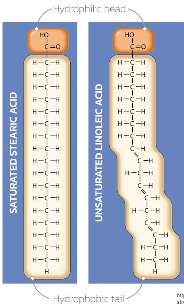 <p>Are typically no polar, hydrophobic molecules whose structure and function are derived from the way their subcomponents are assembled.</p><p>And ______ like triglycerides are built by combing glycerol  + 3 fatty acids through ester bonds.</p><p>Most lipids are nonpolar and hydrophilic because the have long hydrocarbon chains made mostly of carbon and hydrogen, which share electrons evenly and don’t mix well with water as their is no polarity so they can’t for hydrogen bonds with water.</p><p>Unlike carbohydrates<strong> (which have -1:2:1 ration of C:H:O),</strong> ______ have a lot more carbon and hydrogen compared to oxygen. This makes them very energy-rich and non polar <strong>(as they are stable since they are not reactive in terms of polarity)</strong></p><p>The main functional groups that make up lipids are the Hydrocarbon chain (however not a functional group), that are the no polar backbone, the Carboxyl group <strong>( -COOH</strong>), found at the end of fatty acids.</p><p>Lipids are mainly used for long-term energy storage <strong>(due to the fact it hard to break them up because they don’t have polarity, so that prevent them from breaking up in hydrolysis),</strong> making up cell membranes <strong>(phosphlipids)</strong>, and sending signals <strong>(steroids, hormones)</strong></p>