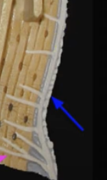 <p>Periosteum</p>
