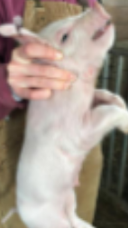 <p>pig restraint #3</p>