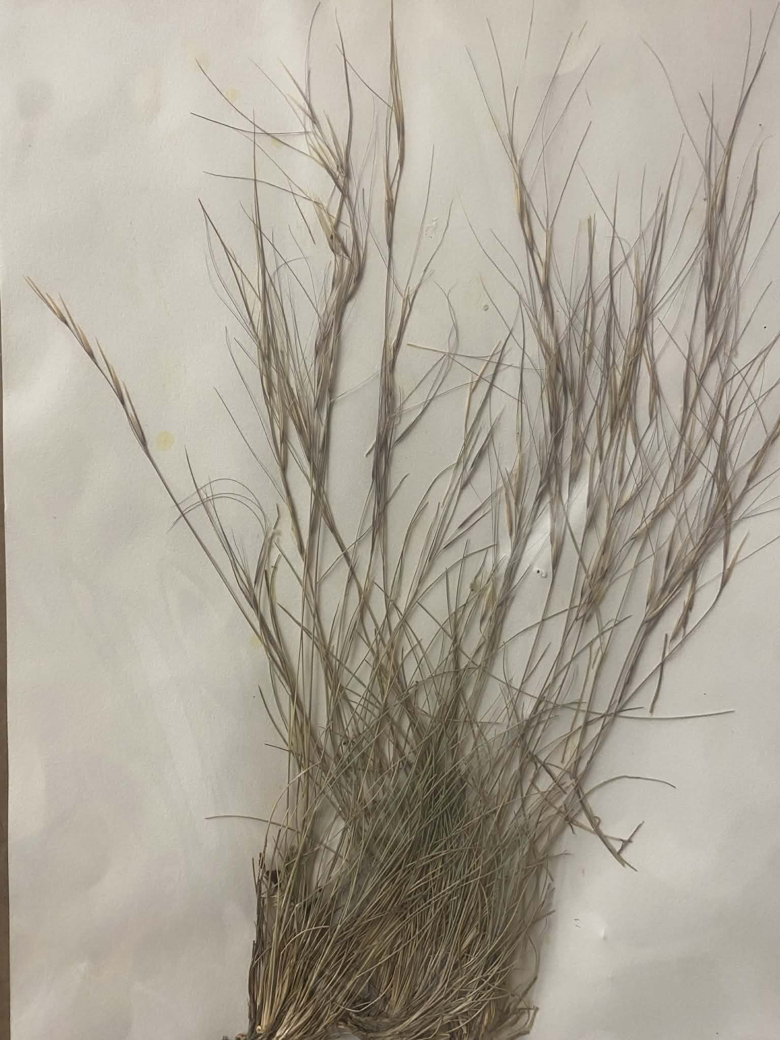 <p>Aristideae, P, N, Aristida purpurea, purple threeawn</p>