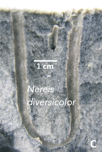 <p>What are downward conveyors?</p>