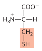 <p>Cys, C, polar and uncharged </p>