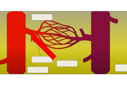 <p>branch off of arteries to connect to cappillaries</p>