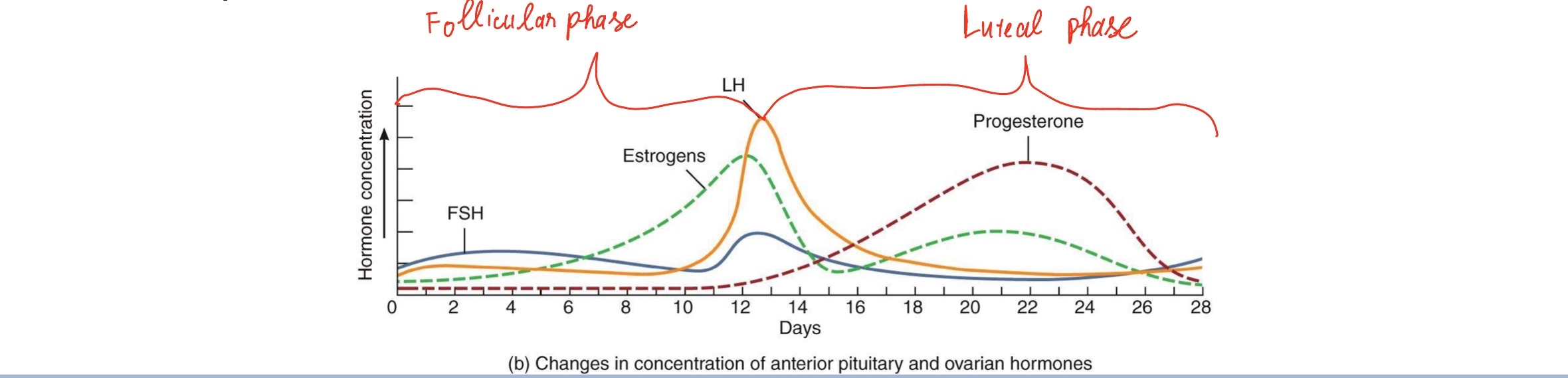 <p><span style="color: rgb(0, 0, 0);"><span>• Estrogen levels rise as follicle grows</span></span><span style="color: rgb(0, 0, 0);"><br></span><span style="color: rgb(0, 0, 0);"><span>• High estrogen → LH Surge</span></span><span style="color: rgb(0, 0, 0);"><br></span><span style="color: rgb(0, 0, 0);"><strong><span>• Day 14</span></strong><span>: LH surge → ovulation</span></span><span style="color: rgb(0, 0, 0);"><br></span><span style="color: rgb(0, 0, 0);"><strong><span>• Luteal phase:</span></strong><span> progesterone peak</span></span><span style="color: rgb(0, 0, 0);"><br></span><span style="color: rgb(0, 0, 0);"><span>• Drop in hormones → menstruation</span></span></p>