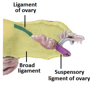 el ligamento ____________ fija los ovarios al utero