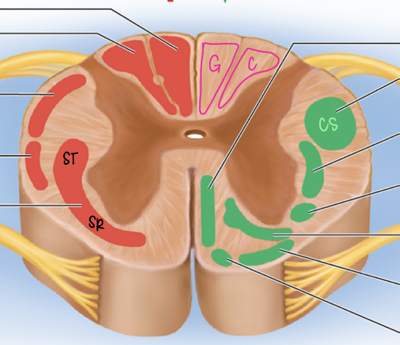 <ul><li><p>dorsal column</p></li><li><p>lateral</p></li><li><p>fine touch and proprioception for UPPER BODY </p></li><li><p>decussates at medulla oblongata </p></li></ul><p></p>