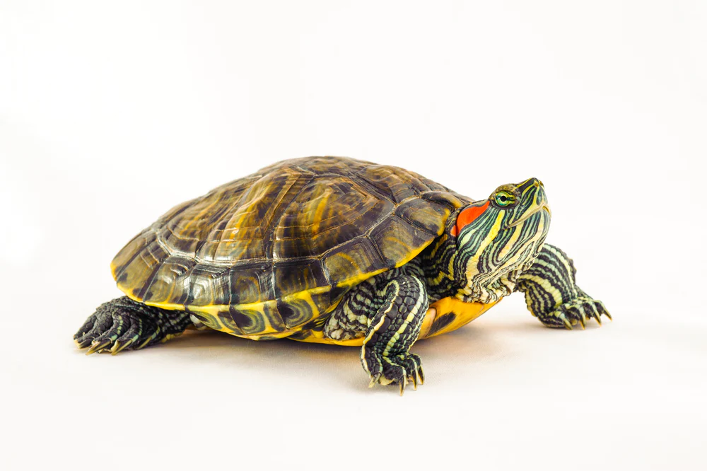 Red-eared slider