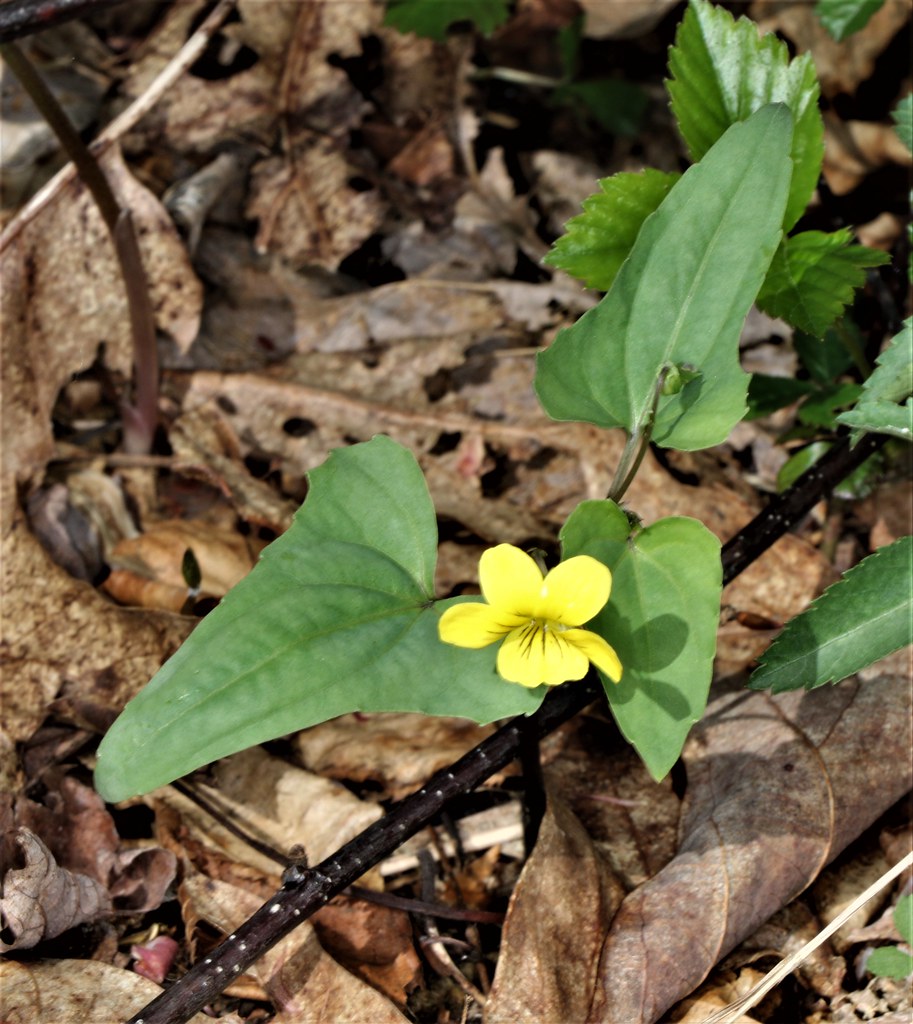 <p>Halbard-leaved yellow violet</p>