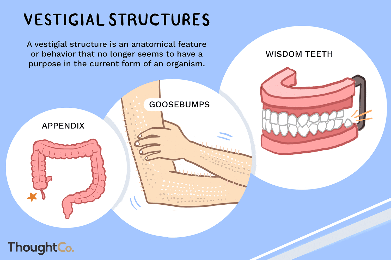 <p>Structures that are no longer in use but evidence of previous evolutionary use. Form of comparative anatomical evidence.</p>