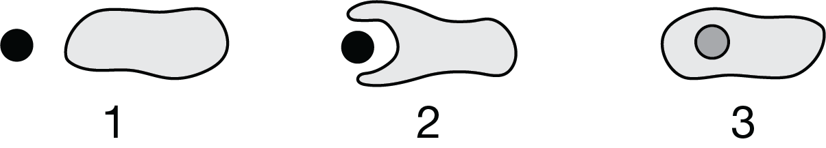 <p>Researchers claimed that a particular organelle originated from a free-living prokaryotic cell that was engulfed by a larger cell, as shown in Figure 1.</p><p>Figure 1. A model showing a cell engulfing a smaller cell Which of the following provides evidence to best support the researchers’ claim?</p>