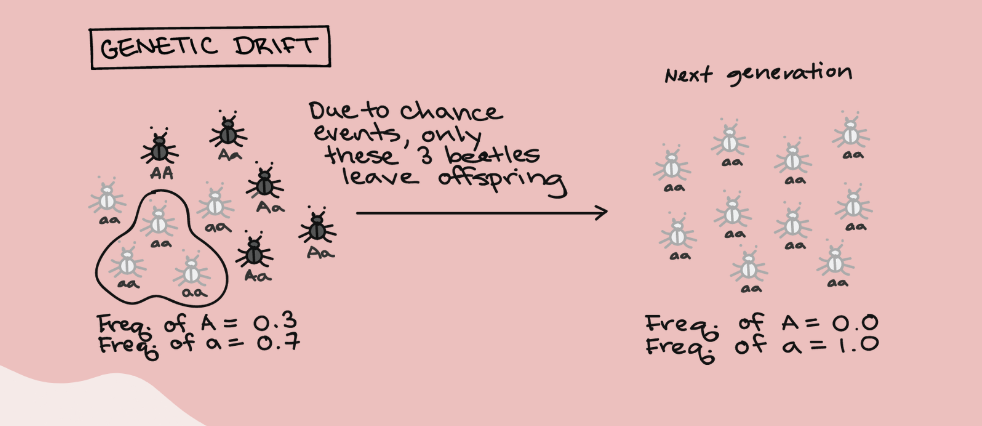 <ul><li><p>occurs when allele frequencies grow higher or lower by chance and typically takes place in small populations</p></li></ul>