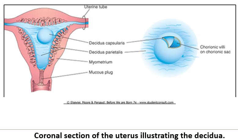 <p>It lies <strong>under the embryo</strong> and <strong>attaches</strong> to the <strong>chorionic villi</strong>, forming the <strong>maternal portion of the placenta</strong>.</p>