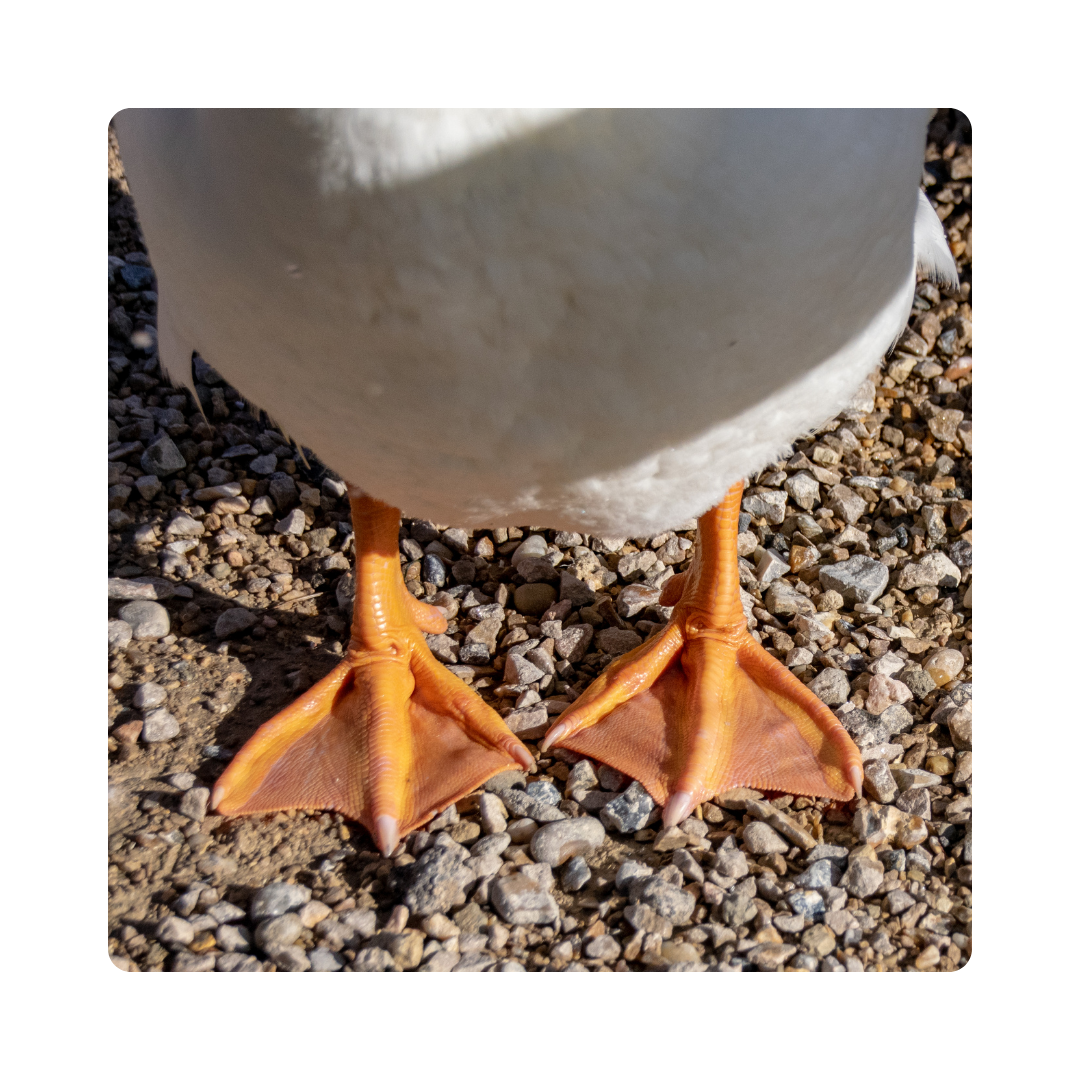 <p><span>Ducks have </span><strong>webs</strong><span> to help them swim. </span></p>