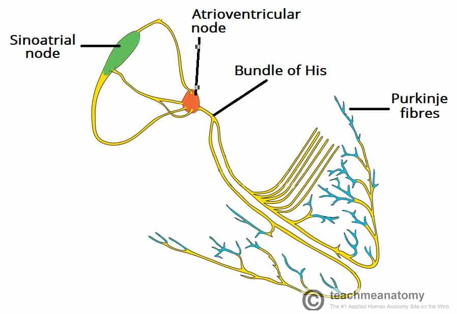 <p>Once the impulse from the SAN reaches the AVN <strong>causes a brief delay</strong> before the <strong>impulse is passed to conducting fibres</strong> which travel down the central wall of the heart.</p>