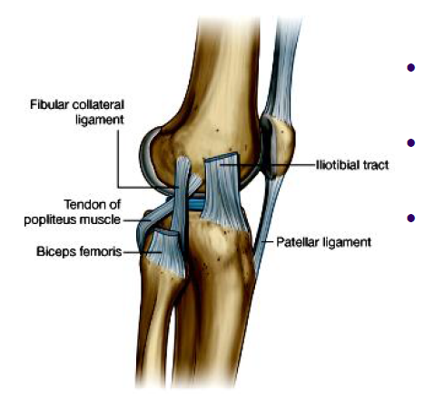 does not blend with joint capsule, does not attach to meniscus, limits extension and adduction of leg at knee
