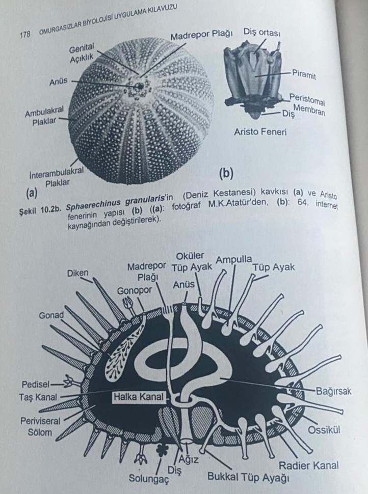 <p>Regnum: Animalia<br>Phylum: Echinodermata<br>Classis: Echinoidea<br>Grup: Regularia<br>Genus: Sphaerechinus</p><p>Sphaerechinus granularus</p>