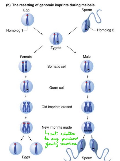 <p>Imprints are erased at the time of gametogenesis. The imprint may be reapplied or reversed depending upon the gender of the person.</p>