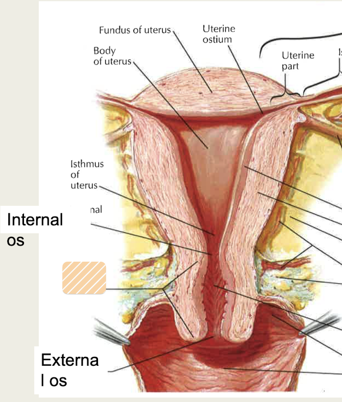 <p>Narrow inferior 1/3 of uterus that opens into vagina; contains <strong>internal and external os</strong></p>