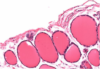 <p>Identify!</p>