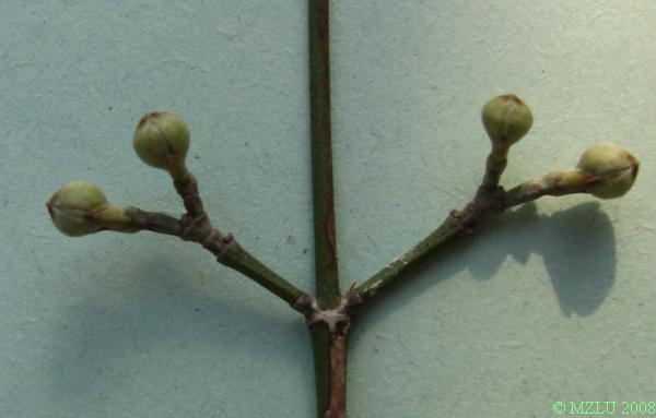 <p><strong><em>Cornus mas </em></strong></p><p>Pupeny<strong> vstřícné</strong>, &nbsp;vyniklé <strong>listové jizvy spojené</strong>, kryté dvěma šupinami, listové pupeny kopinaté, odstávající, květní pupeny stopkaté, kulovité, na bočních krátkých větvičkách nebo ve spodní části letorostů.</p><p><strong>Letorosty zelené až hnědé</strong>, přitiskle chlupaté.</p>