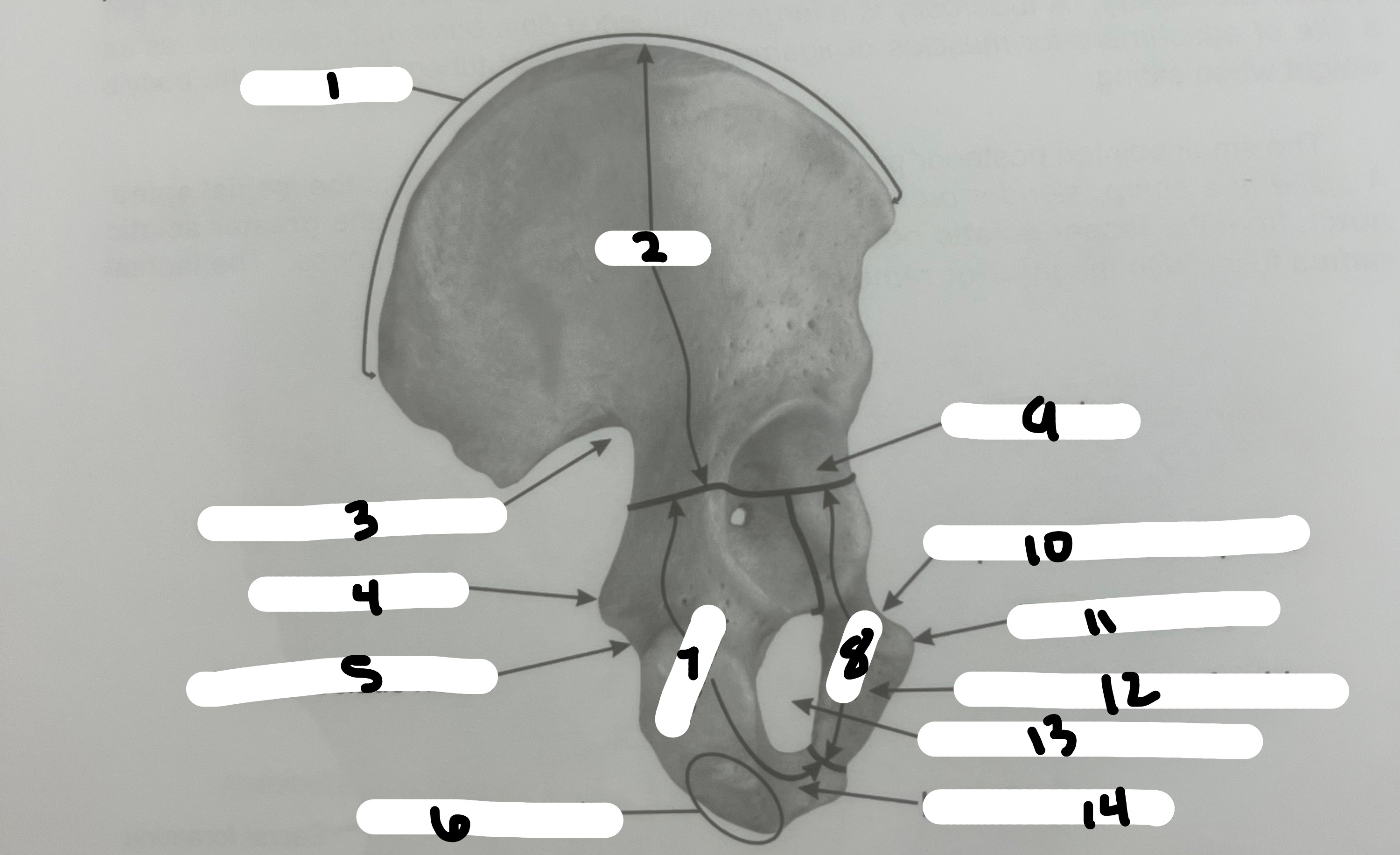 <p>What’s the name of the structure labeled #1?</p>