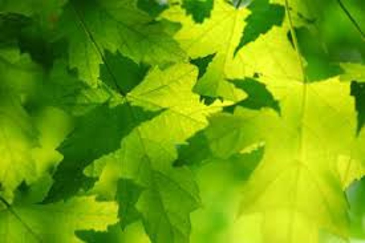 <p>an organism that is able to form nutritional organic substances from simple inorganic substances such as carbon dioxide.</p>