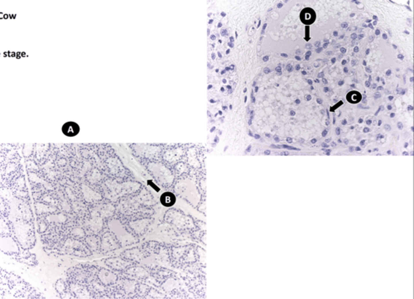 <p>organ, + phase this organ is in</p>