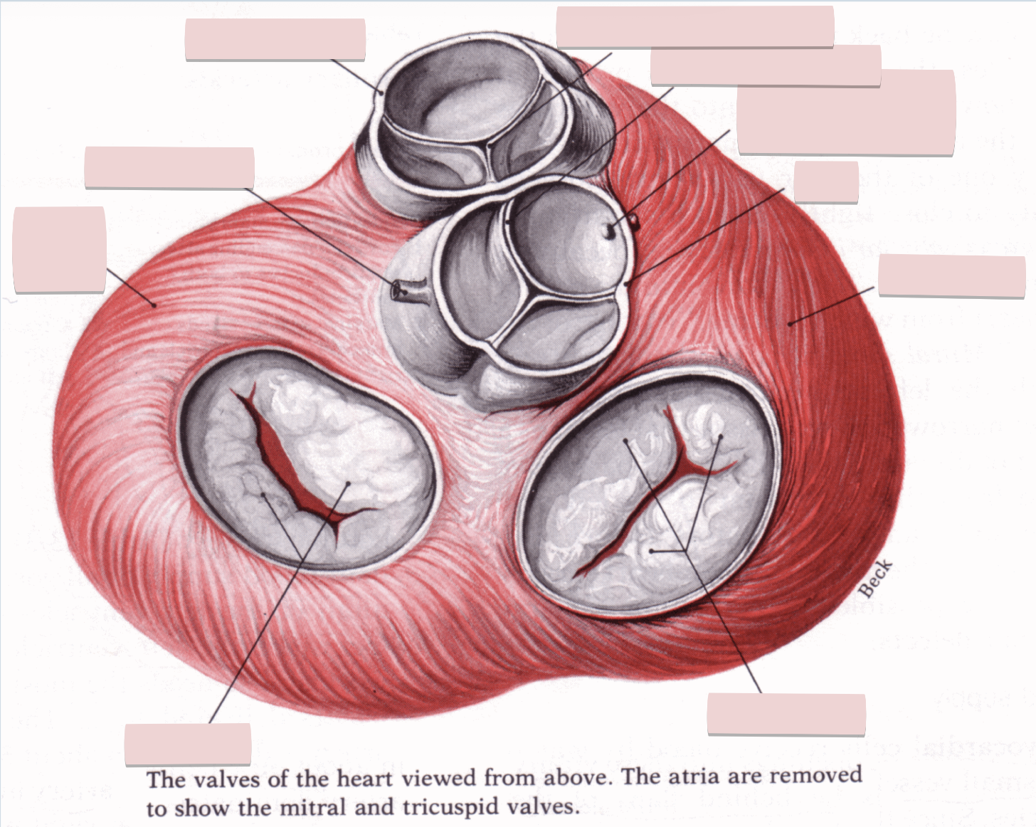 <p>Label the figure</p>