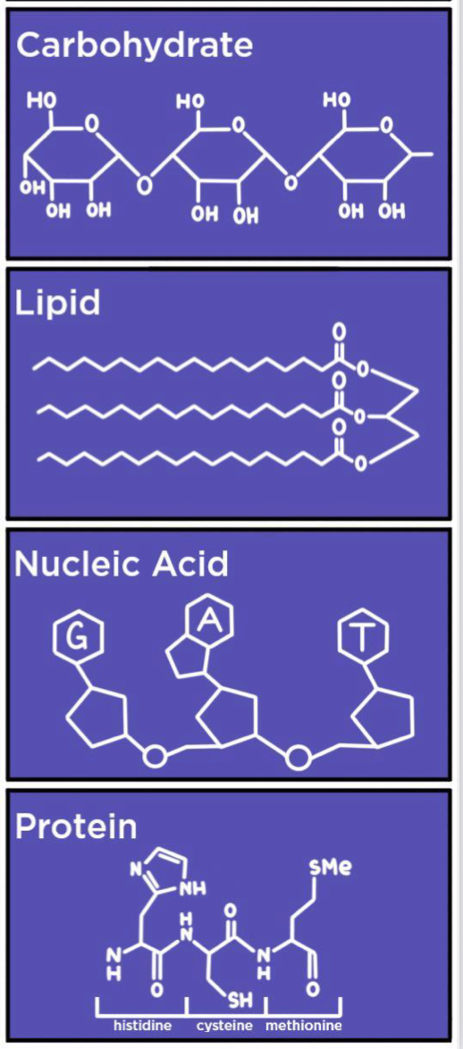 <ul><li><p>a long molecule consisting of many similar building blocks</p></li></ul>