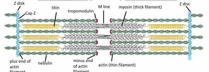 <ul><li><p>Sarcomeres: Structure where myosin II thick filaments associated with thin actin filaments</p></li><li><p>(+) of actin are fixed to Z-discs within the sarcomere </p></li><li><p>Between parallel actin fibers, myosin thick filaments are present </p></li><li><p>They’re also attached to Z-discs, but with titin </p><ul><li><p>It’s a giant molecular spring </p></li></ul></li><li><p>During muscle contraction, myosin thick filaments interact with actin to move the Z lines closer together </p></li></ul><p></p>