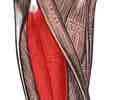 <p>Extends leg at the knee and flexes thigh at the hip; part of the quadriceps group</p>
