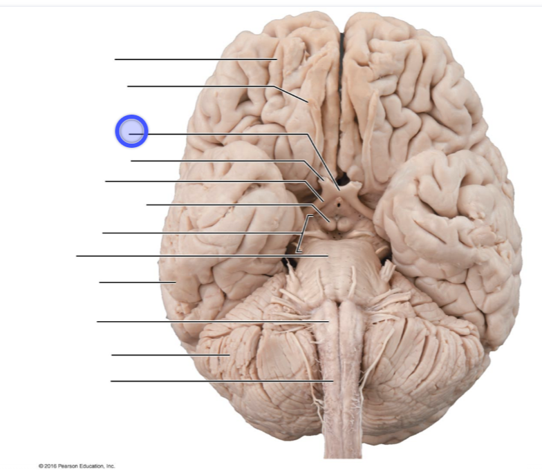 <p>optic chiasm</p>