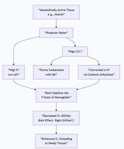 <ul><li><p>Describe allosterism and the Bohr effect and how they affect the affinity of hemoglobin for oxygen.&nbsp;</p></li></ul><p>(i just put the picture on this side of the flashcard) </p>