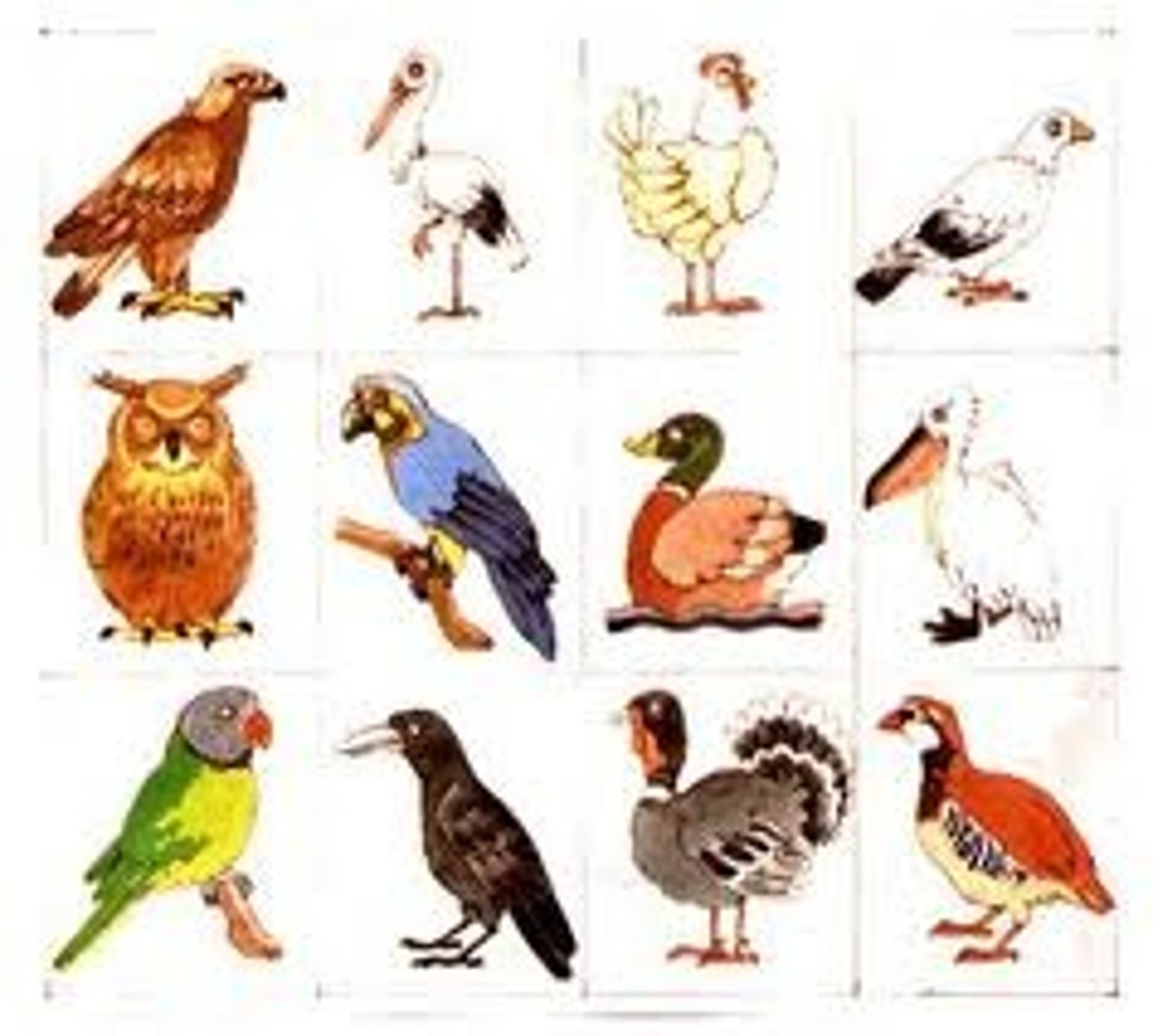 <p>birds</p>