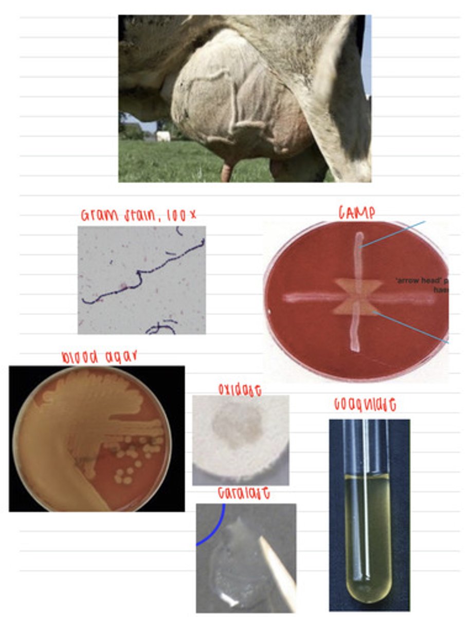 <p>A cow is showing infection in its udders. We take samples, and isolate them on non-enriched media (no growth), blood agar, and MacConkey agar (no growth). we also stain using the gram method and perform oxidase, catalase, CAMP, and coagulase tests. Here are the results.</p><p>What is the diagnosis?</p>