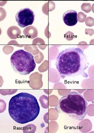 <p>Life span varies depending on intended function:</p><ul><li><p>lymphocytes last____</p></li><li><p>Memory cells last for____</p></li></ul><p></p>