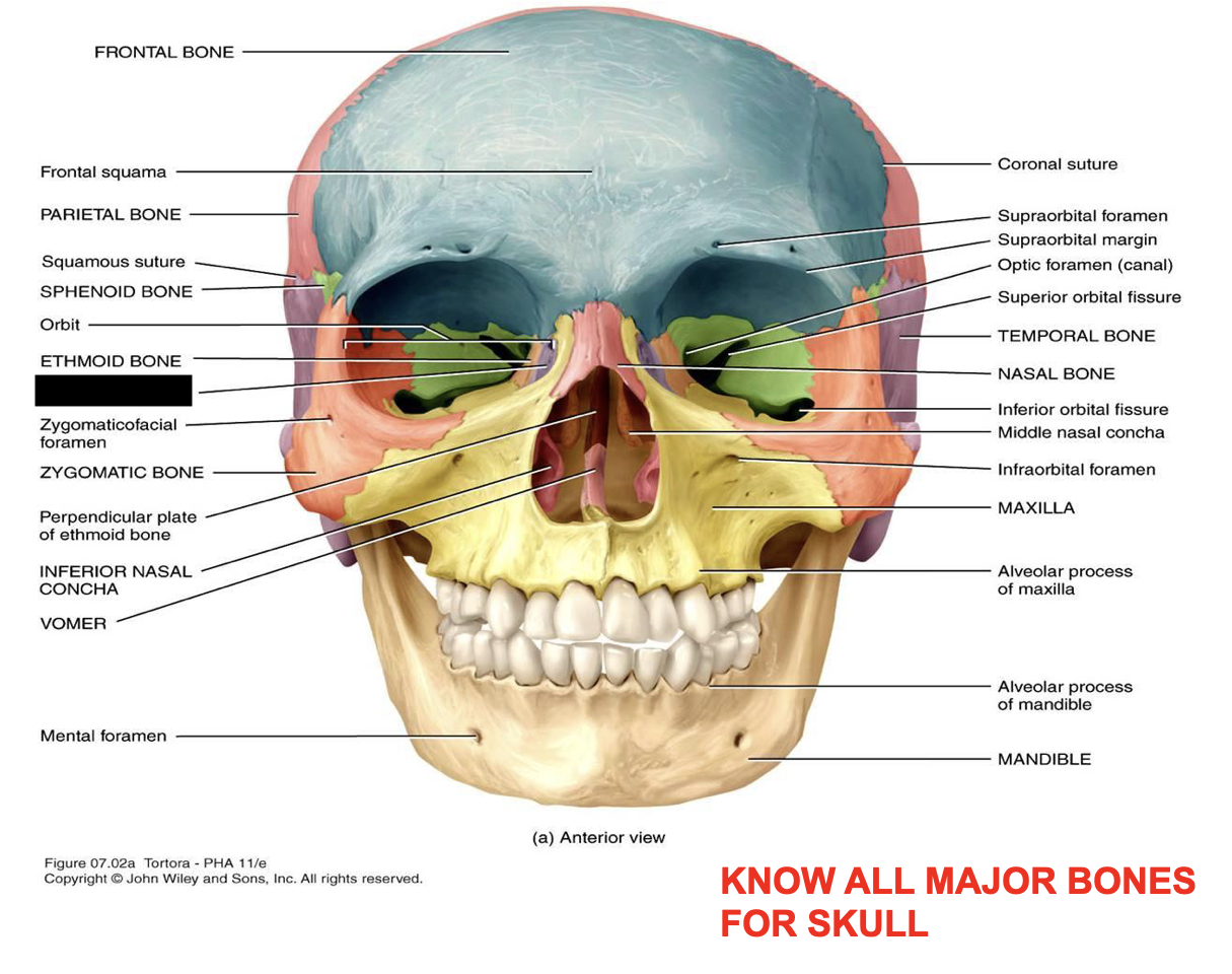 this is the skull, what major bone is this?