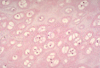 Location: at ends of long bones, connect ribs to sternum, nose, larynx and trachea
Structure: circular chondrocytes in doublets and further apart with matrix filled with fine collagen fibers
Function: surface of bones glide with no friction, absorb, cushion