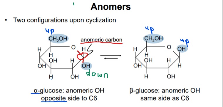 <ul><li><p>Identification of the anomeric carbon (carbon with two bonds to oxygen) is crucial for defining alpha (a) and beta (b) forms of sugars</p><ul><li><p>Alpha glucose</p><ul><li><p>Hydroxyl on the opposite side of the anomeric carbon</p></li><li><p>Vowels (alpha/opposite)</p></li></ul></li><li><p>Beta glucose</p><ul><li><p>Hydroxyl on the same side as the anomeric carbon</p></li><li><p>Consonants (beta/same)</p></li></ul></li></ul></li></ul><p></p><ul><li><p>(Doesn’t always have to be the farthest from the carbonyl group)</p></li><li><p>(IS SOMETIMES CHIRAL OR ACHIRAL)</p></li></ul><p></p>