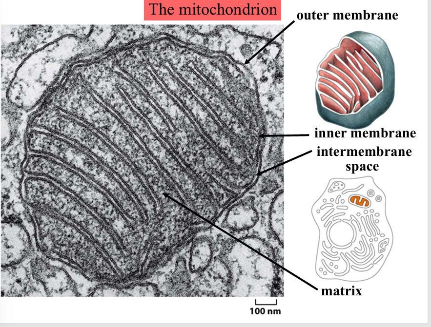 <p>mitochondrion </p>