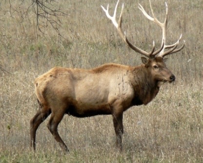<p>Genus,species,habitat?</p>
