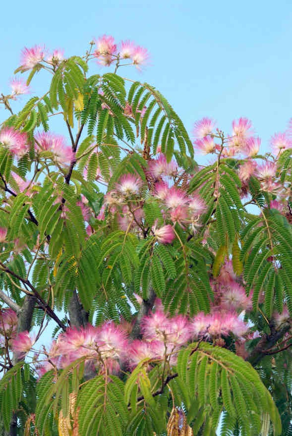 <p>Albizia julibrissin</p>