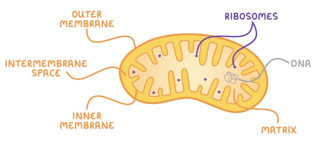 <ul><li><p>Matrix - enzyme rich liquid</p></li><li><p>MtDNA - own DNA</p></li><li><p>Double membrane - inner highly folded to form cristae</p></li><li><p>Can produce own ribosomes and reproduce themselves</p></li></ul><p></p>