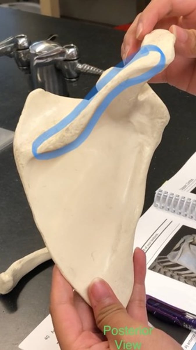<p>posterior (back of); connected to acromion</p>