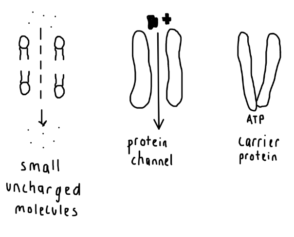 1. small uncharged molecules - O2 + CO2 ( cell membrane )       2. large polar molecules - glucose ( protein channel )               3. sugar + amino acids ( carrier proteins