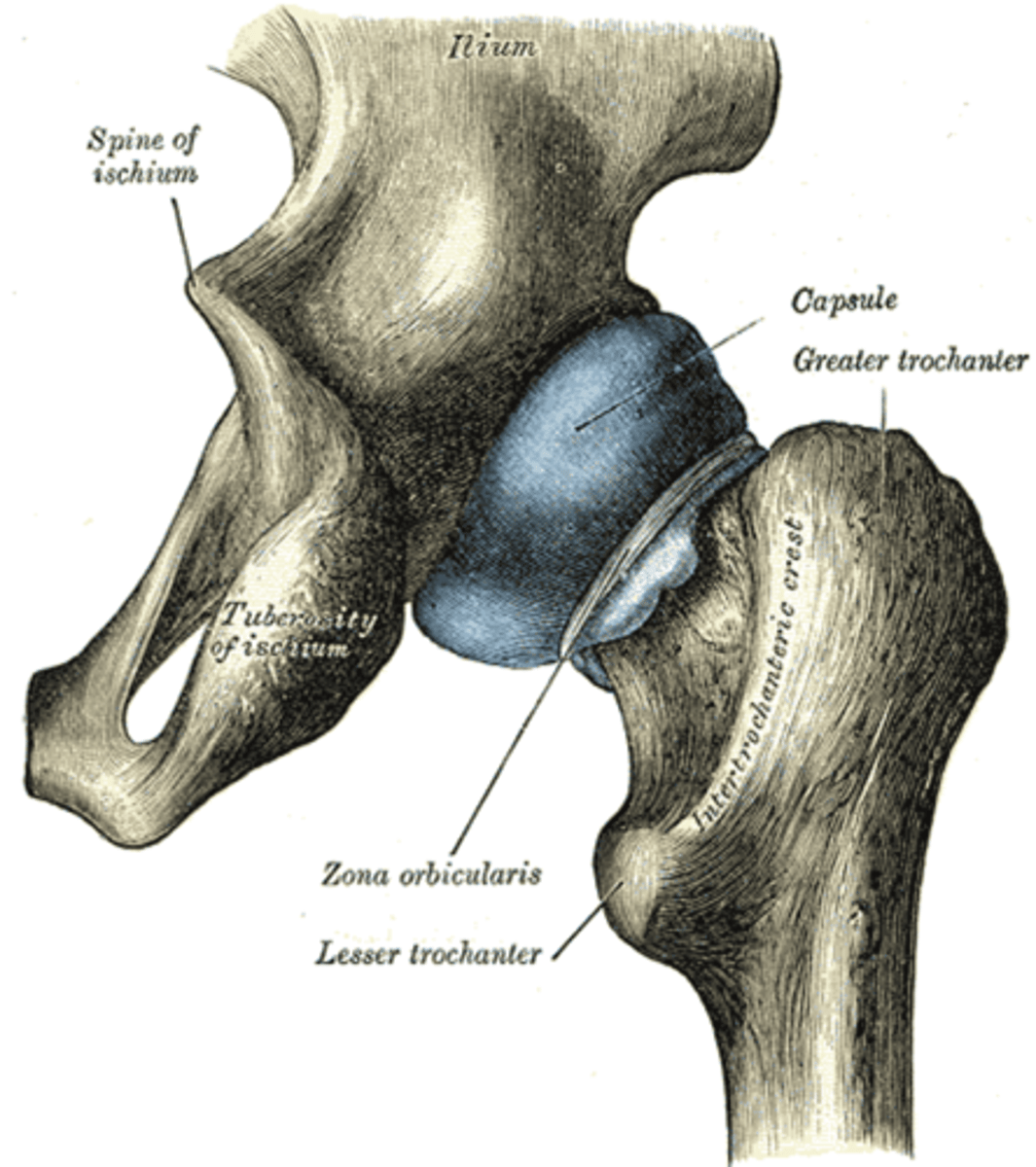 <p>the circular fibers of the hip capsule</p>