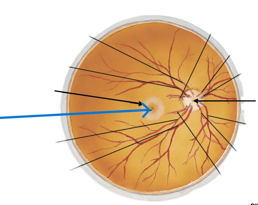 <p>Which part of the eye is:</p><ul><li><p>Small depression in retina</p></li><li><p>Bullseye of macula</p></li><li><p>Sharpest part of vision</p></li></ul><p></p>