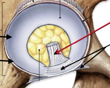 <p>Which part of the hip is a ligament wrapped around the femur head?</p>