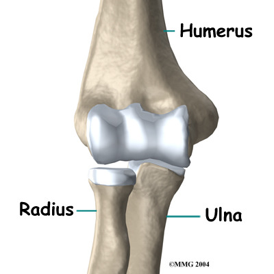 articulation between the humerus and the ulna; hinge